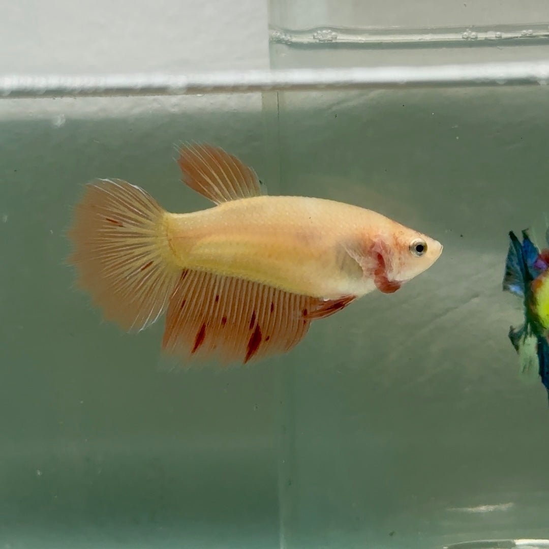 Halfmoon Pink Dot Female Betta #Jul41