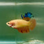 Halfmoon Pink Dot Female Betta Jul41 Female betta