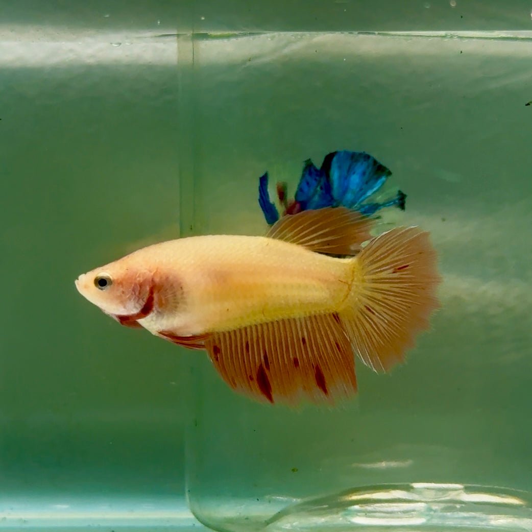 Halfmoon Pink Dot Female Betta #Jul41