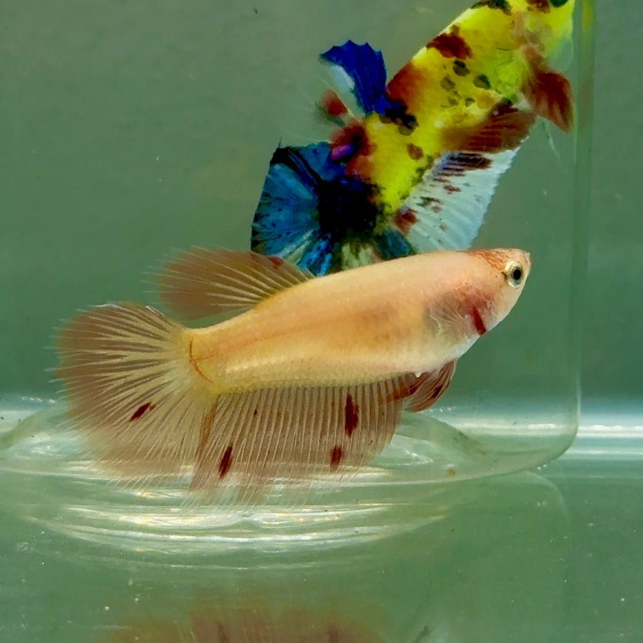Halfmoon Pink Dot Female Betta #Jul47