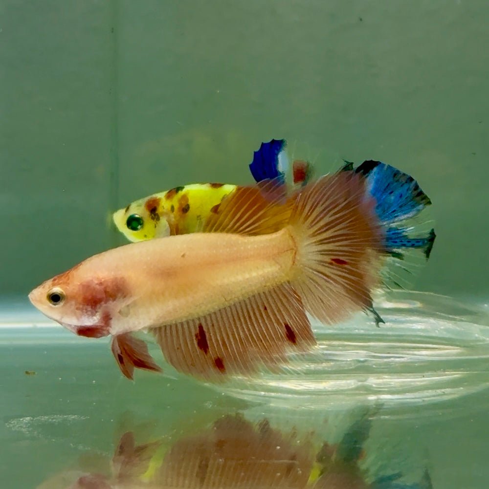 Halfmoon Pink Dot Female Betta #Jul47
