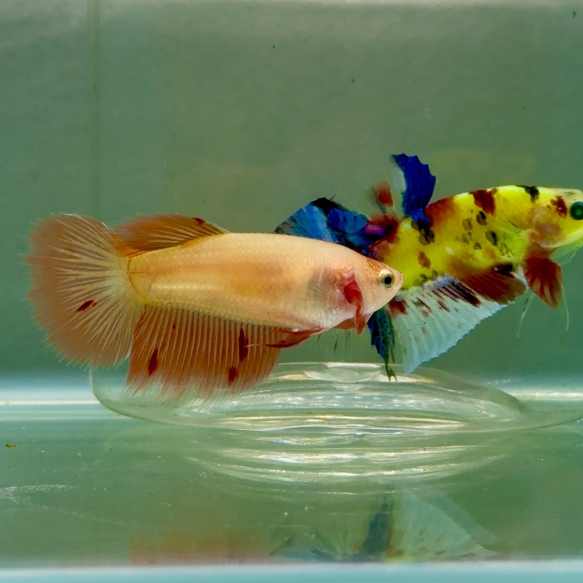 Halfmoon Pink Dot Female Betta #Jul47