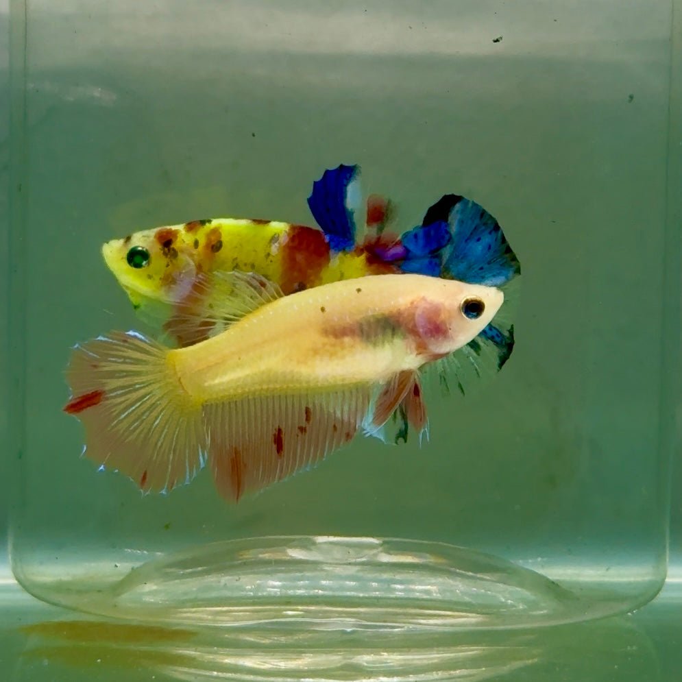 Halfmoon Pink Dot Female Betta #Jul48