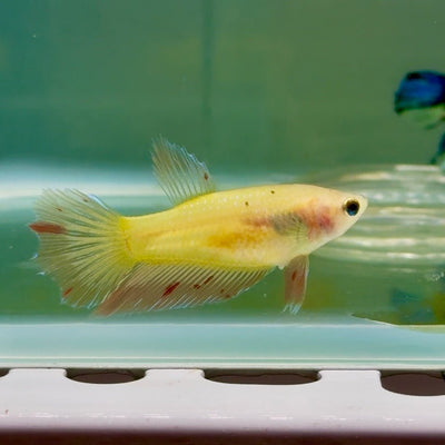 Halfmoon Pink Dot Female Betta Jul48 Female betta