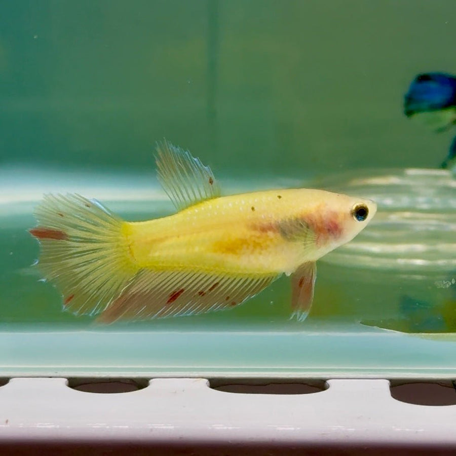 Halfmoon Pink Dot Female Betta Jul48 Female betta