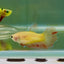 Halfmoon Pink Dot Female Betta Jul48 Female betta