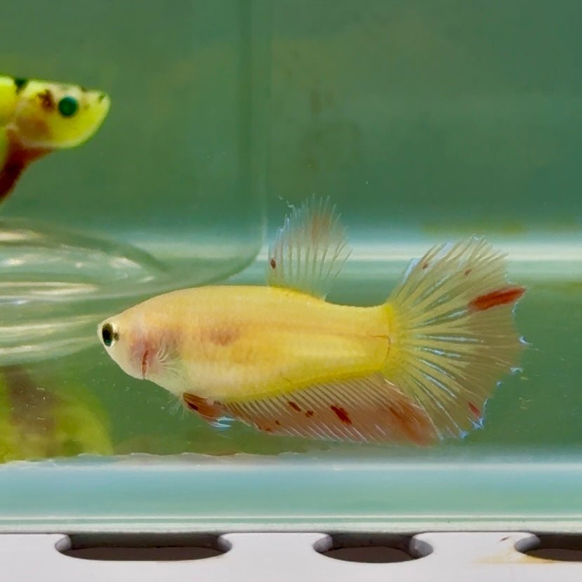 Halfmoon Pink Dot Female Betta #Jul48