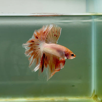 Halfmoon Pink Dot Male Betta A219