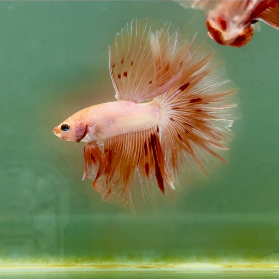 Halfmoon Pink Dot Male Betta A219