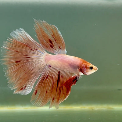 Halfmoon Pink Dot Male Betta A220