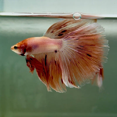 Halfmoon Pink Dot Male Betta A220