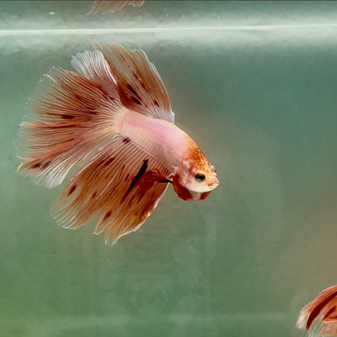 Halfmoon Pink Dot Male Betta A220