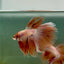 Halfmoon Pink Dot Male Betta A220