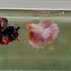 Halfmoon Pink Dot Male Betta D02