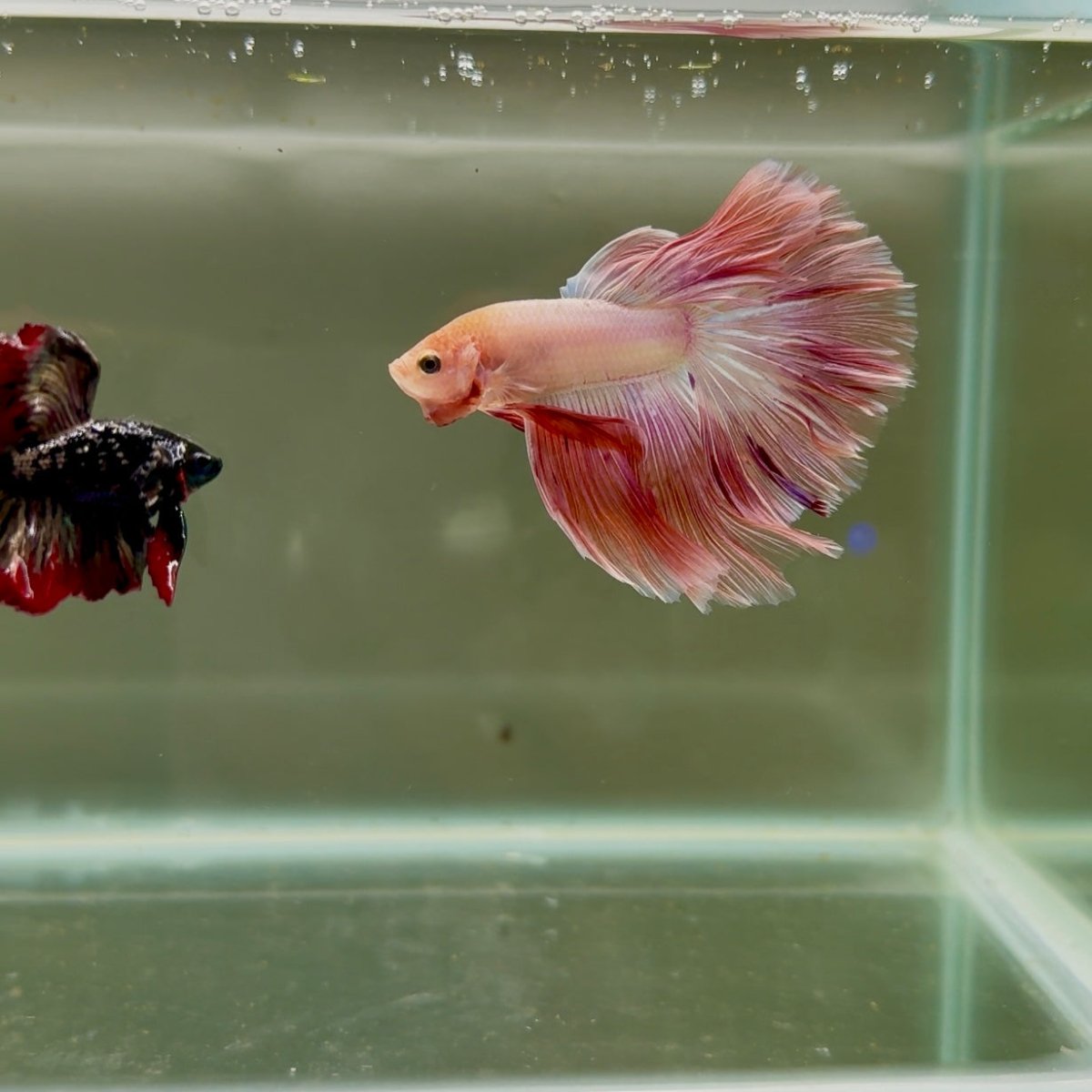 Halfmoon Pink Dot Male Betta D02