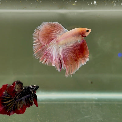 Halfmoon Pink Dot Male Betta D02