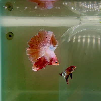 Halfmoon Pink Dot Male Betta D05