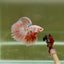 Halfmoon Pink Dot Male Betta D12