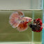 Halfmoon Pink Dot Male Betta D12