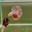 Halfmoon Pink Dot Male Betta D12