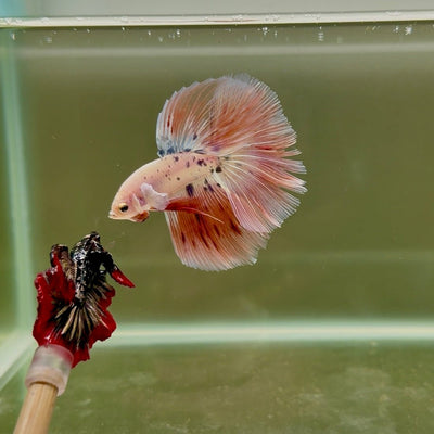 Halfmoon Pink Dot Male Betta D12