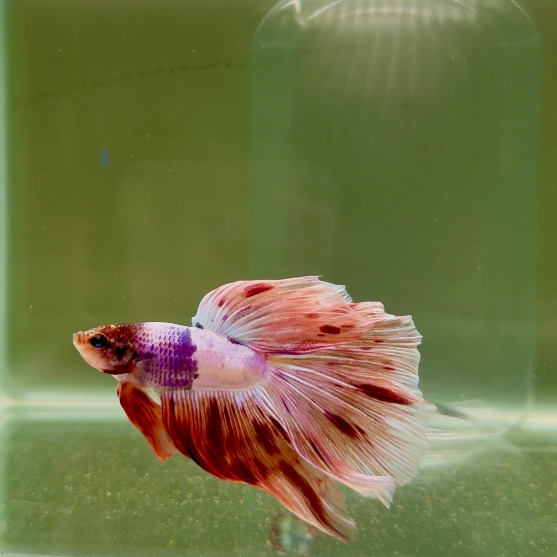 Halfmoon Pink Dot Male Betta D18