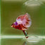 Halfmoon Pink Dot Male Betta D18
