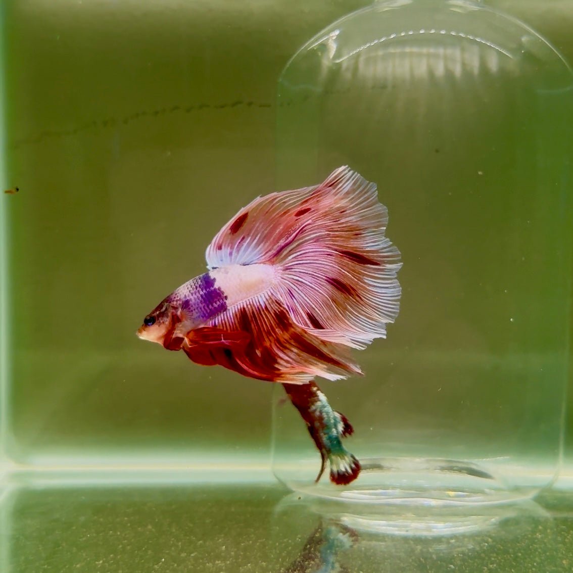 Halfmoon Pink Dot Male Betta D18