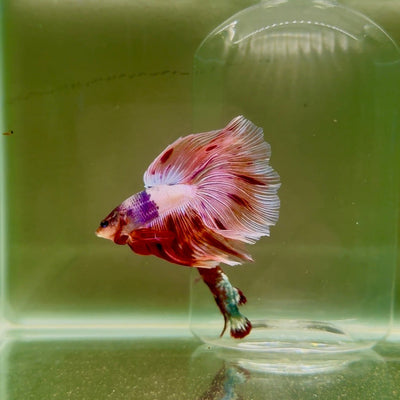 Halfmoon Pink Dot Male Betta D18