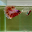 Halfmoon Pink Dot Male Betta D18