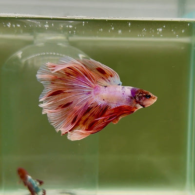 Halfmoon Pink Dot Male Betta D18