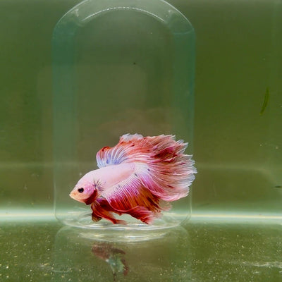 Halfmoon Pink Dot Male Betta D19