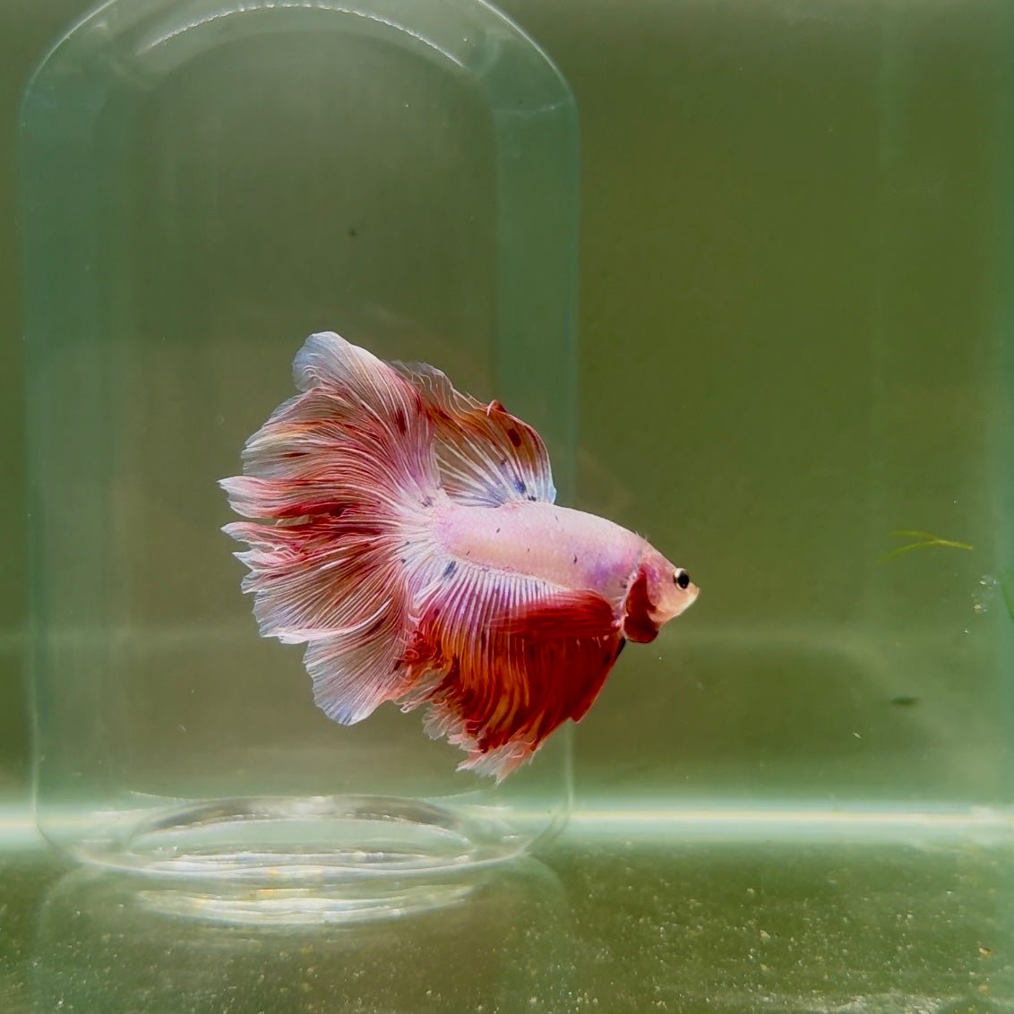 Halfmoon Pink Dot Male Betta D19
