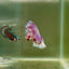 Halfmoon Pink Dot Male Betta F23