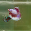 Halfmoon Pink Dot Male Betta F23