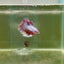 Halfmoon Pink Dot Male Betta F23