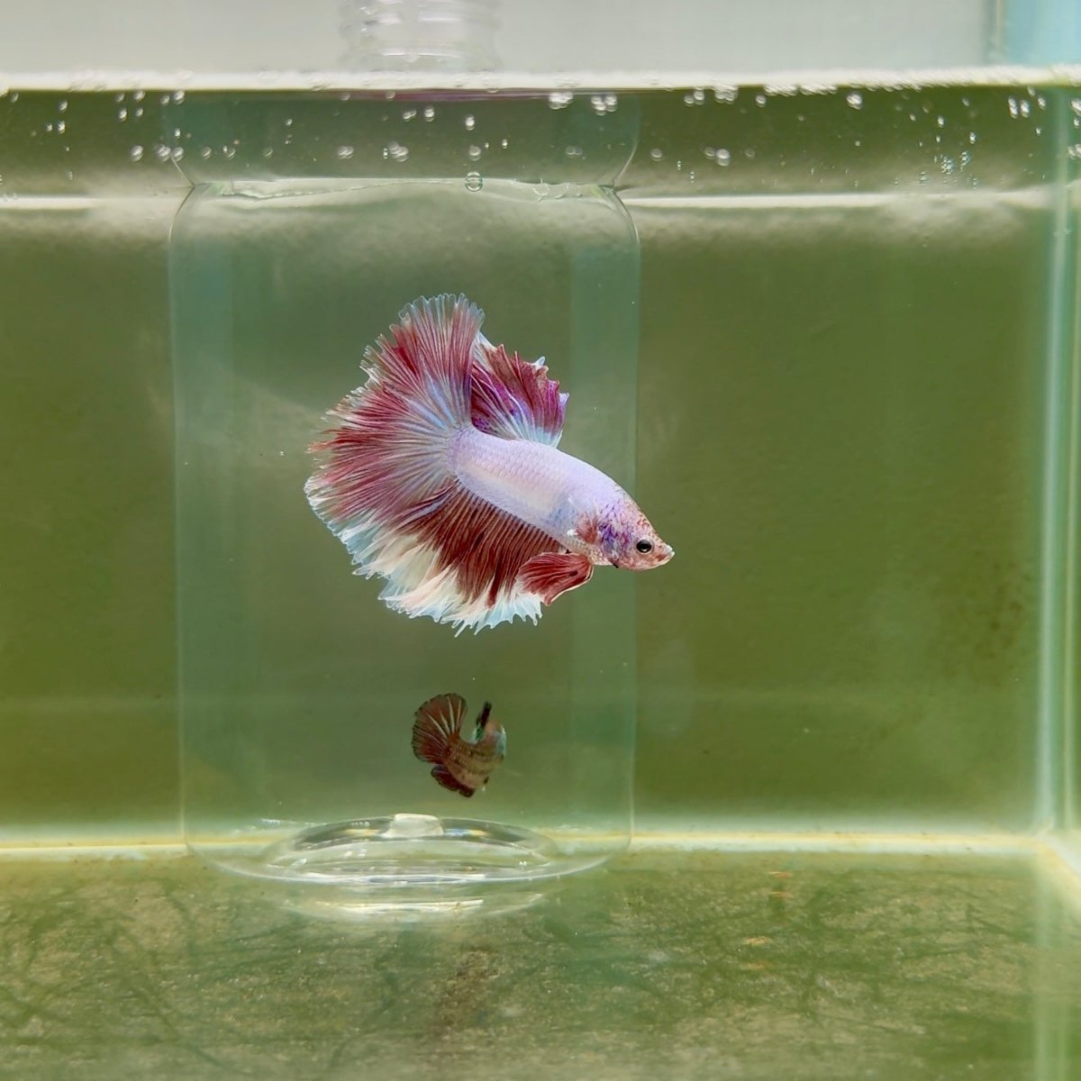 Halfmoon Pink Dot Male Betta F23