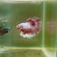 Halfmoon Pink Dot Male Betta F23
