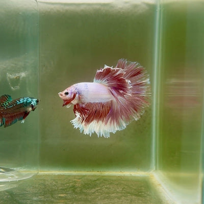 Halfmoon Pink Dot Male Betta F23