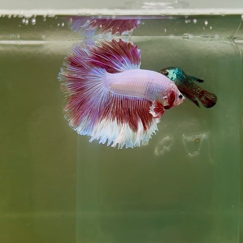 Halfmoon Pink Dot Male Betta F23