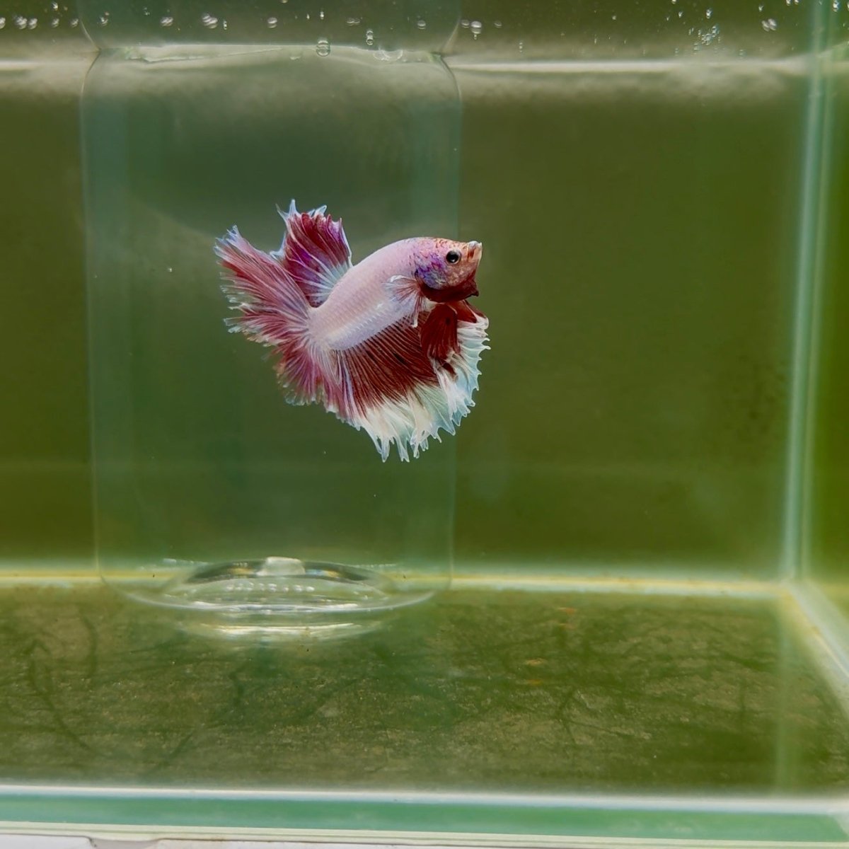 Halfmoon Pink Dot Male Betta F23