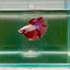 Halfmoon Pink Dot Male Betta F24