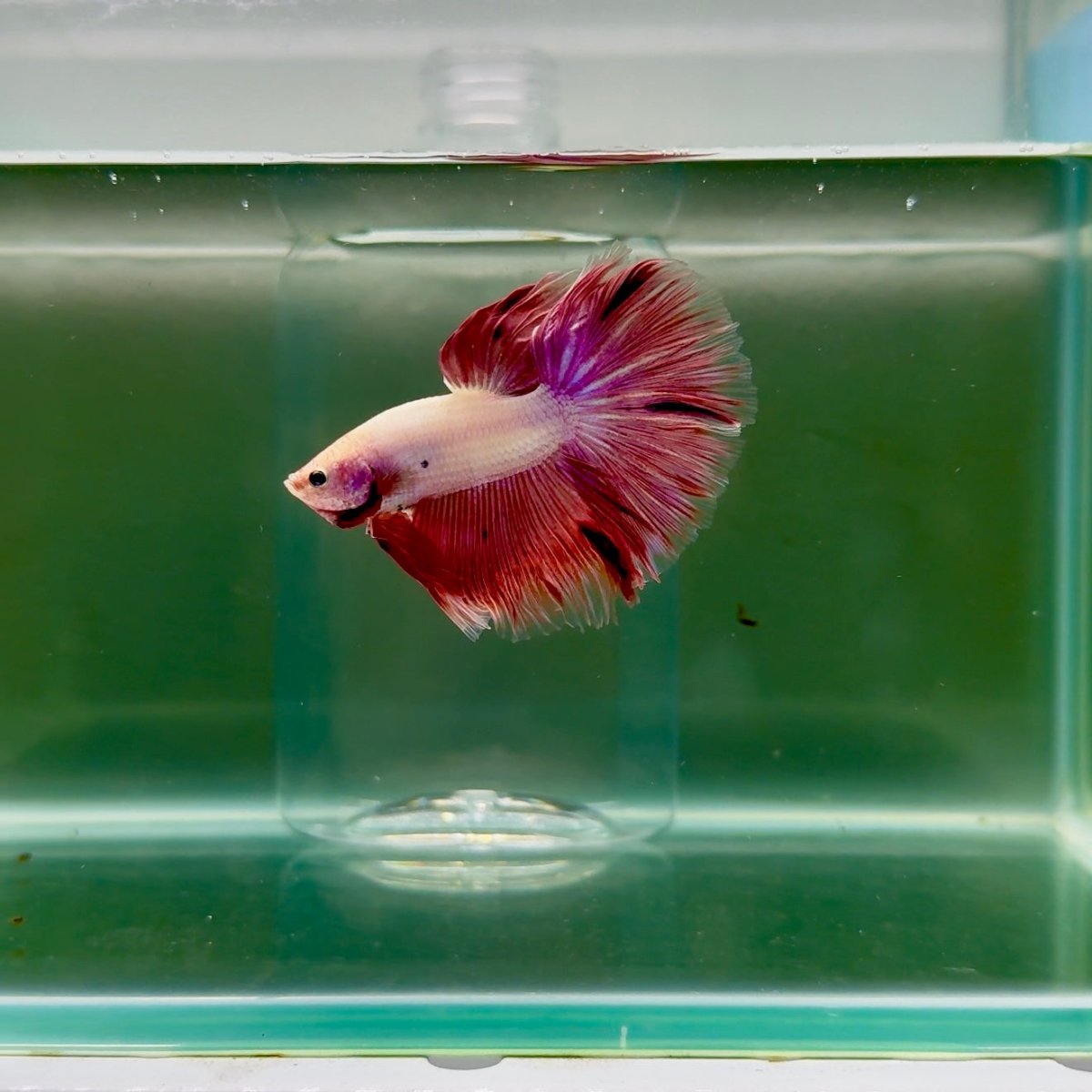 Halfmoon Pink Dot Male Betta F24