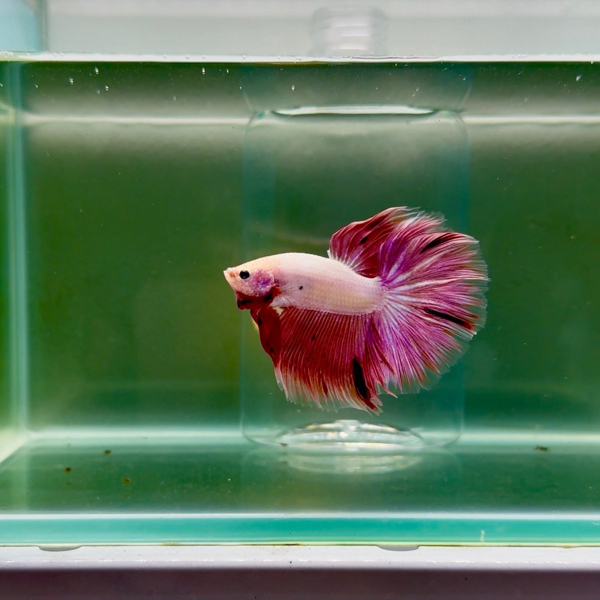 Halfmoon Pink Dot Male Betta F24