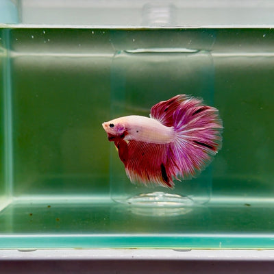 Halfmoon Pink Dot Male Betta F24