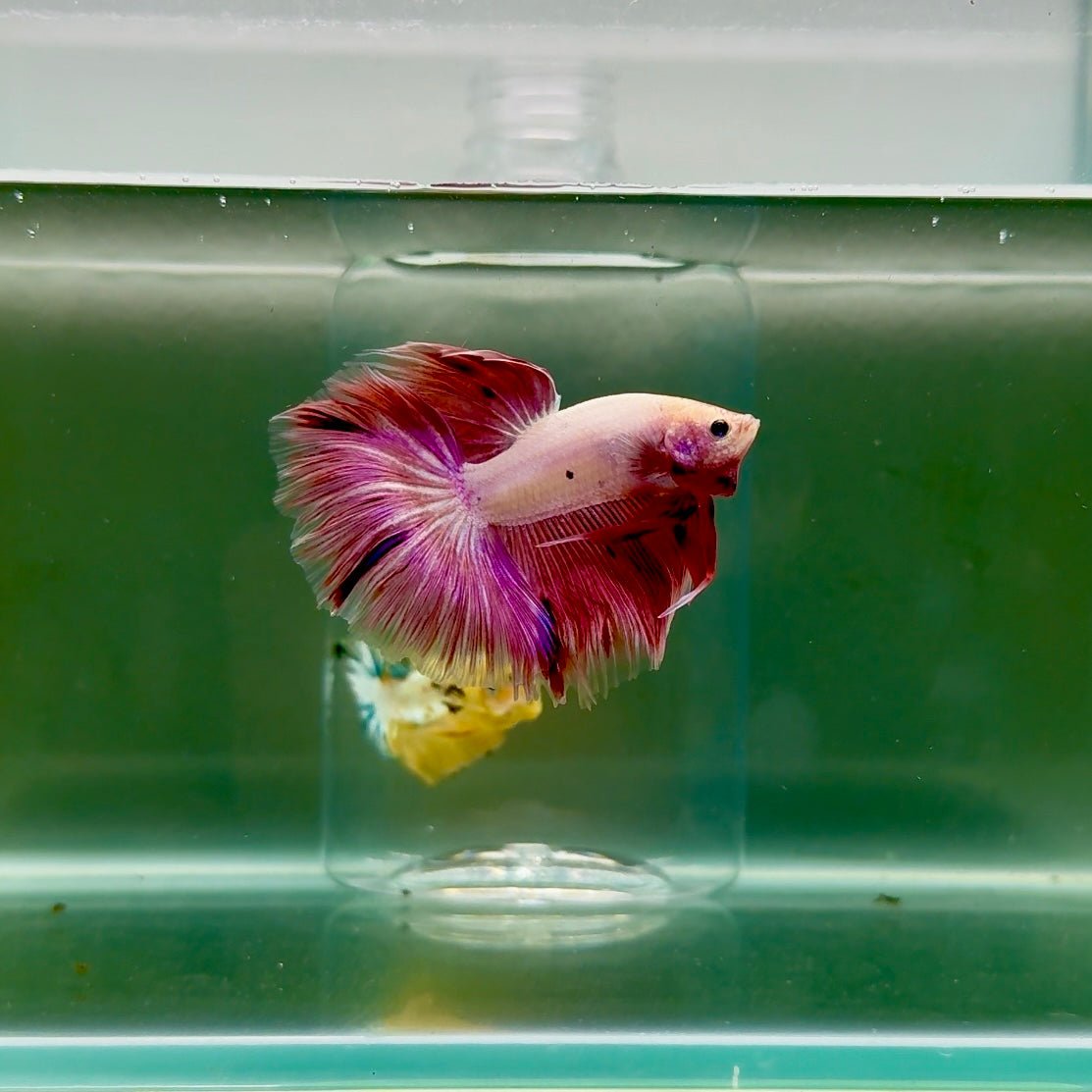 Halfmoon Pink Dot Male Betta F24