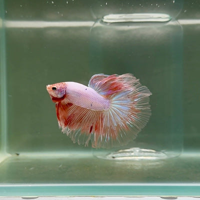Halfmoon Pink Dot Male Betta F25