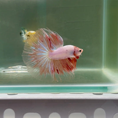 Halfmoon Pink Dot Male Betta F25