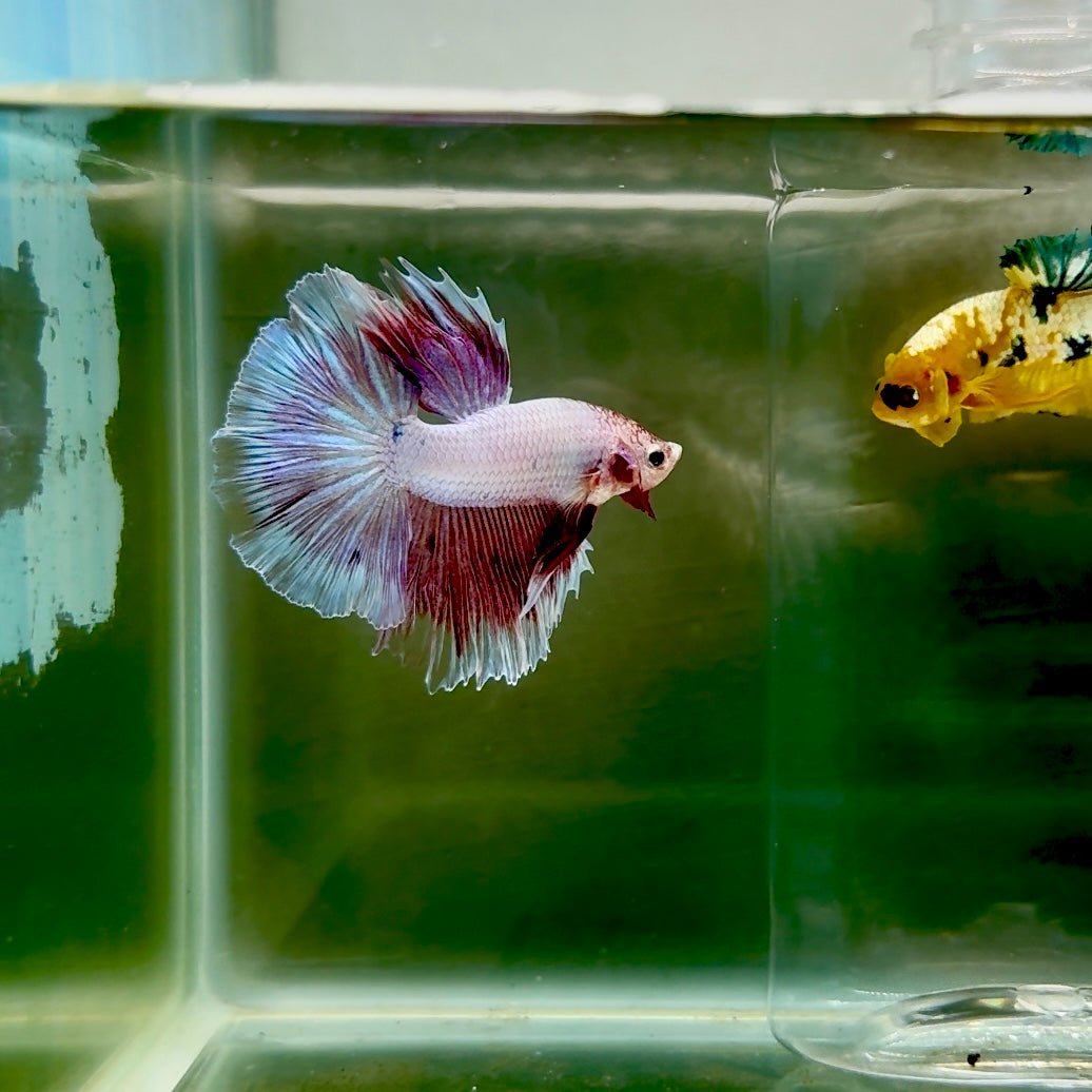 Halfmoon Pink Dot Male Betta F26