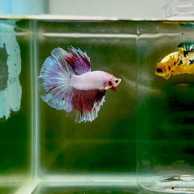 Halfmoon Pink Dot Male Betta F26